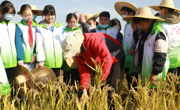 太湖实验小学：稻花香里说丰年 秋收研学促成长